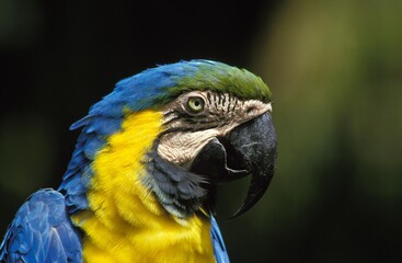 Blue and Yellow Macaw, ara ararauna, Portrait of Adult © slowmotiongli