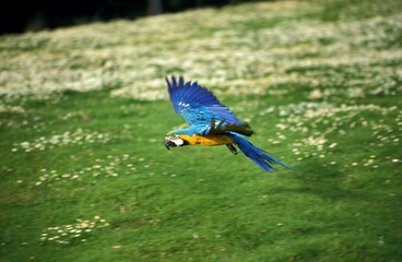 Blue and Yellow Macaw, ara ararauna, Adult in Flight © slowmotiongli