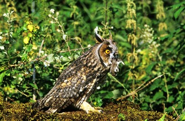 Long Eared Owl, asio otus, Adult with a Kill in its Beak, a Young Garden Dormouse