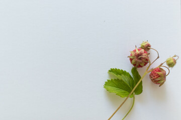 blank sign on the table - beautiful background with space for text. Forest strawberries as decor