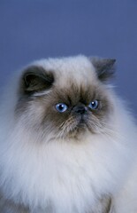 Himalayan Domestic Cat, Portrait of Adult