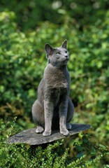 Naklejka na ściany i meble Russian Blue Domestic Cat, Adult sitting