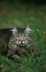 Naklejka na ściany i meble Angora Domestic Cat, Adult standing on Grass