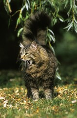 Naklejka na ściany i meble Angora Domestic Cat, Adult standing on Grass, Yawning