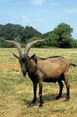 Naklejka premium Alpine Chamoisee Goat, a French Breed, Billy Goat