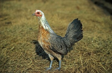 Ardennaise Argentee Hen, a Belgian Breed