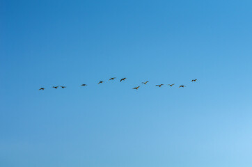 A flock of swans in the morning blue sky.