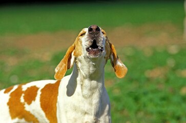 Great Anglo French White and Orange Hound or Grand Anglo Francais Blanc et Orange, Adult Barking