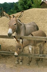 Obraz premium French Grey Donkey, Jenny and Foal
