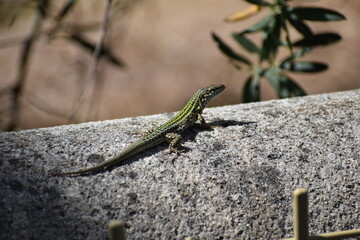 Lagartija de Ibiza sacando la lengua