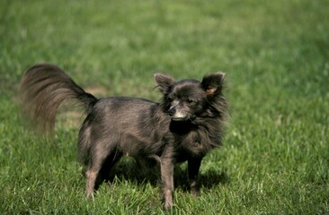 Chihuahua Dog, Adult standing on Grass