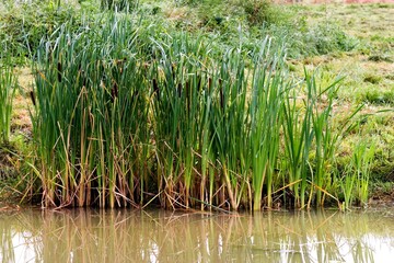 Fototapeta premium Great Reedmace or Bulrush, typha latifolia, Pond in Normandy