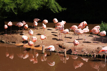 Flamingo Zoo