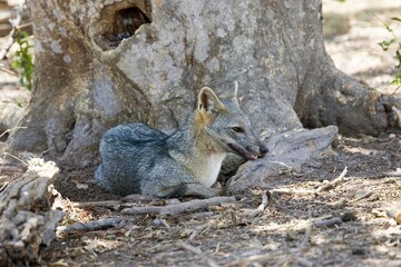 Crab Eating Fox, cerdocyon thous, Adult, Los Lianos au Venezuela