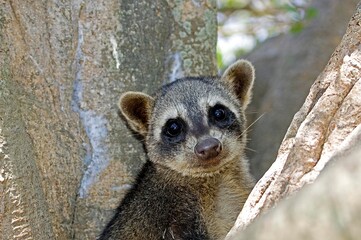 Obraz premium Crab Eating Raccoon, procyon cancrivorus, Portrait of Adult standing in Tree, Los Lianos in Venezuela