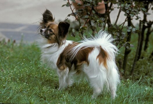 Papillon Dog or Continental Toy Spaniel, Adult standing on Grass
