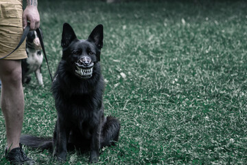 Scary black dog on the grass