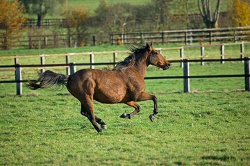 French Trotter, Male Galloping in Paddock, Normandy