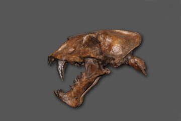 Skull of Scimitar Cat, homotherium serum, Saber Toothed Cat disappeared 10 000 years ago, Beringie Museum in Canada