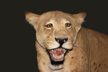 Scimitar Cat, homotherium serum, Saber Toothed Cat disappeared 10 000 years ago, Beringie Museum in Canada