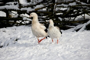 Andean Goose, chloephaga melanoptera, Pair standing on Snow