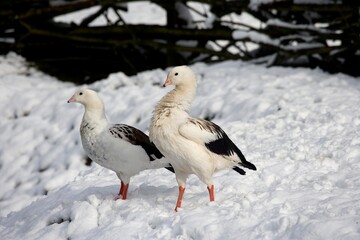 Andean Goose, chloephaga melanoptera, Pair standing on Snow