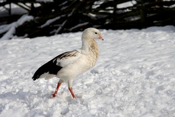 Andean Goose, chloephaga melanoptera, Adult standing on Snow