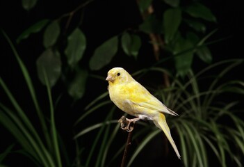 Malinois Canary or Song Canary, serinus canaria, Adult