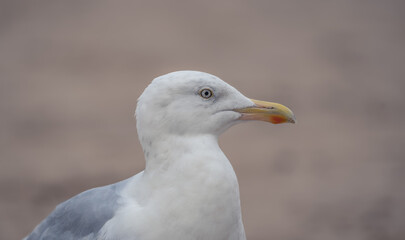 Seagull head shoot at Longsands beach in Whitley Bay, United Kingdom 