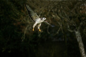 Common Buzzard, buteo buteo, Adult in Flight, Normandy