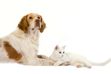 French Spaniel Male (Cinnamon Color) with White Domestic Cat laying against White Background