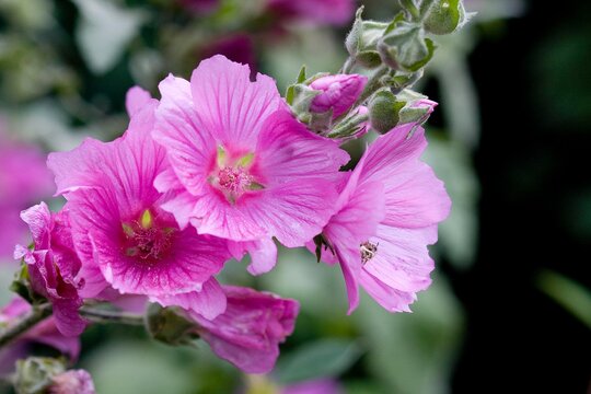 Tree Mallow, lavatera olbia, Flowers in Normandy