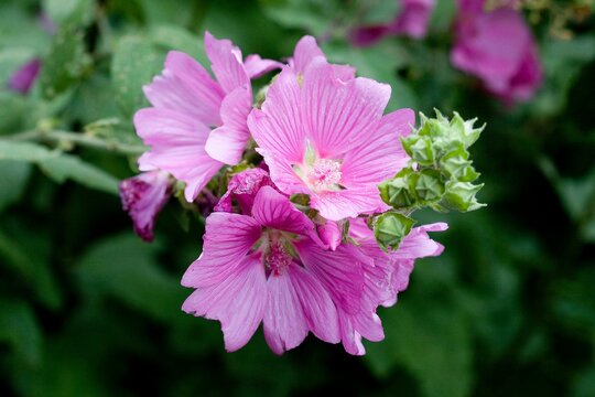Tree Mallow, lavatera olbia, Flowers in Normandy