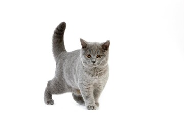 Blue British Shorthair Domestic Cat, Female against White Background