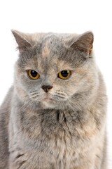 Blue Cream British Shorthair Domestic Cat, Female against White Background