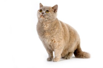 Lilac Cream British Shorthair Domestic Cat, Female against White Background