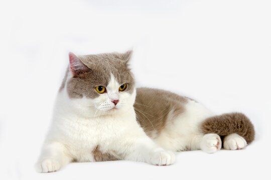 Lilac and White British Shorthair Domestic Cat, Male against White Background