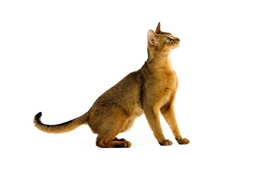 Abyssinian Domestic Cat, Adult against White Background