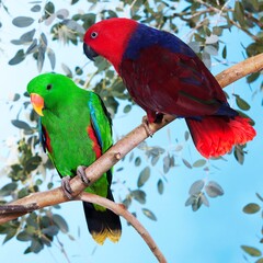 Eclectus Parrot, eclectus roratus, Male and Female standing on Branch