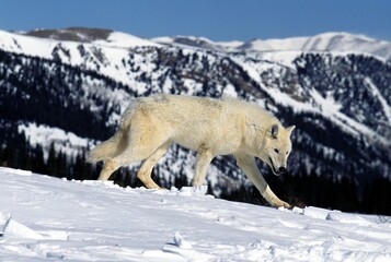 Arctic Wolf, canis lupus tundrarum, Adult walking on Snow, Alaska