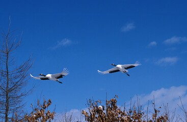 Japanese Crane, grus japonensis, Adults in Flight, Hokkaido Island in Japan
