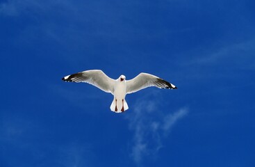 Pacific Gull, larus pacificus, Adult in Flight against Blue Sky, Australia