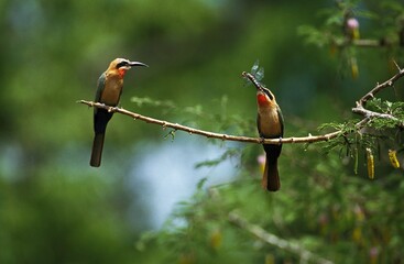 White Fronted Bee Eater, merops bullockoides, Adults standing on Branch, Dragonfly in Beak, Kenya