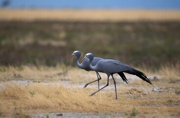 Blue Crane, anthropoides paradisea, Pair, South Africa
