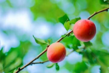 a ripe plum in the garden on a branch on a blurred green background.Agriculture and horticulture