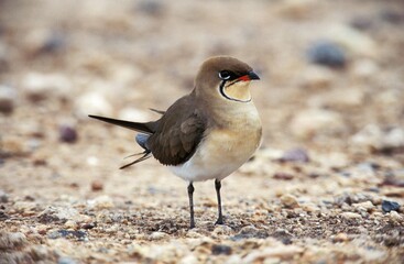 Collared Pratincole, glareola pratincola, Adult, Kenya