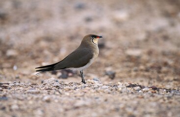 Collared Pratincole, glareola pratincola, Adult, Kenya