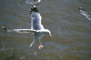 Herring Gull, larus argentatus, Adult in Flight, Bretagne in France