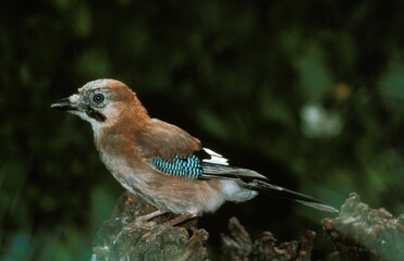 Eurasian Jay, garrulus glandarius, Adult