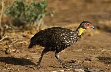Yellow-Necked Spurfowl, francolinus leucoscepus, Adult, Kenya